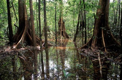 Flooded Forest in the Amazon Rainforest - Geographic Media