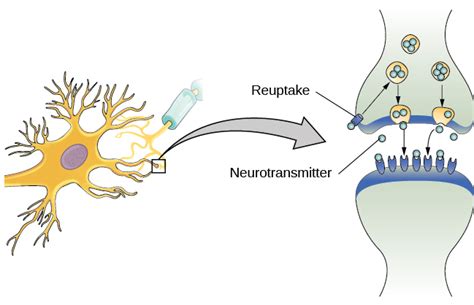 Cells of the Nervous System | Introductory Psychology