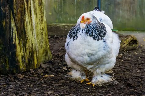 A Guide to Brahma Chickens: The King of Poultry - Heritage Acres Market LLC