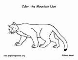 Mountain Lion Coloring Sheet sketch template