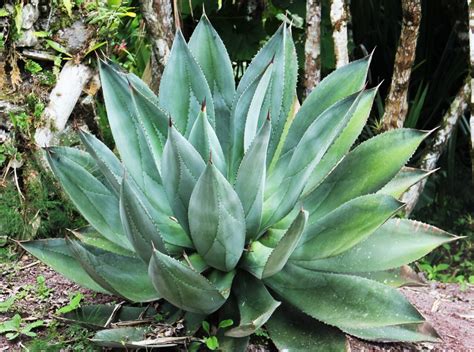 El Agave, planta ideal para jardín