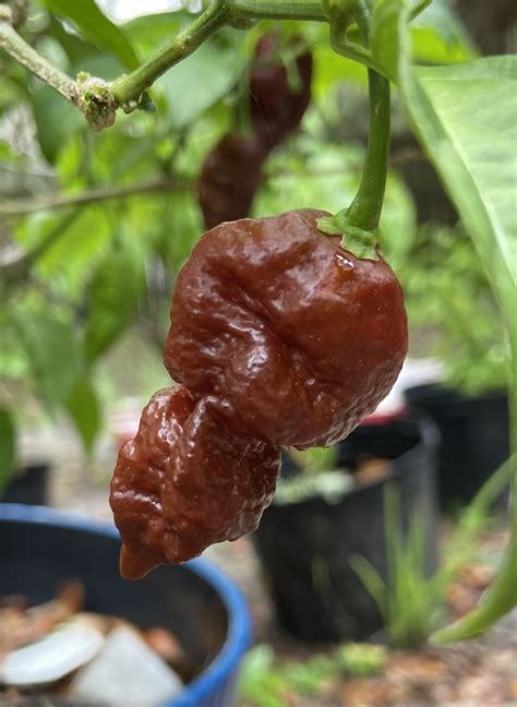 Chocolate Ghost Pepper Seeds - 10 Seed Pack - Tarl Cooley