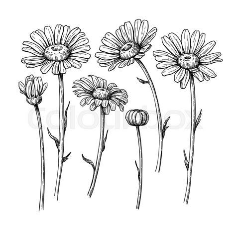 Daisy Flower Line Drawing