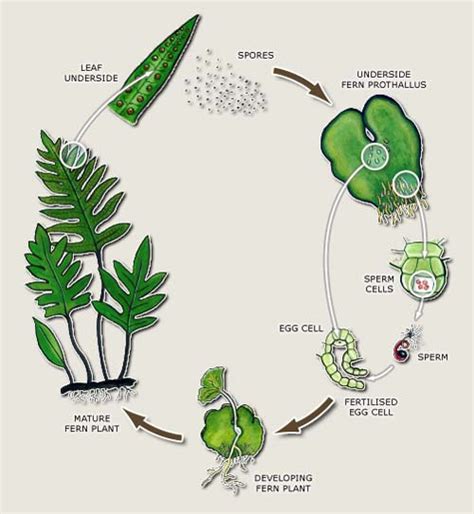 Fern life cycle – Ferns and lycophytes – Te Ara Encyclopedia of New Zealand