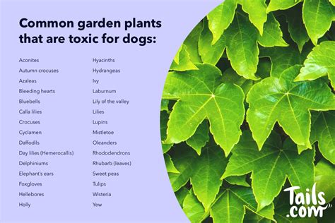 What Trees Are Poisonous To Dogs