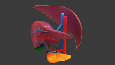 Liver human anatomy cross section 3D model - TurboSquid 1356005