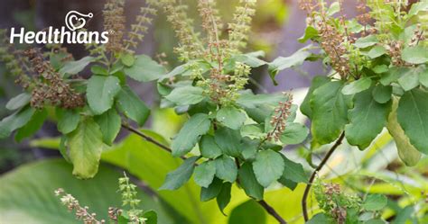 Top - 10 Powerful Health Benefits of Tulsi