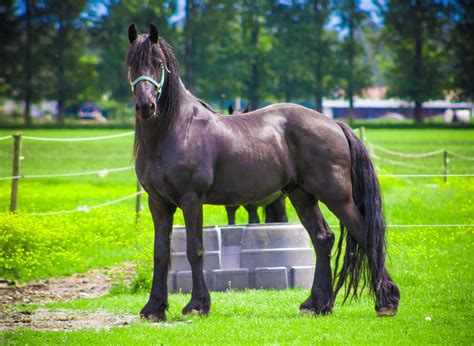 Discover The Different Types Of Friesian Horses: An Overview