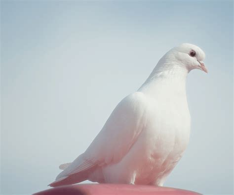 White Dove Spiritual Meaning and Symbolism: Explained