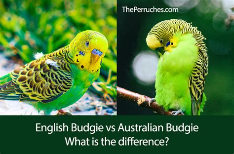 Parakeet Budgie Difference