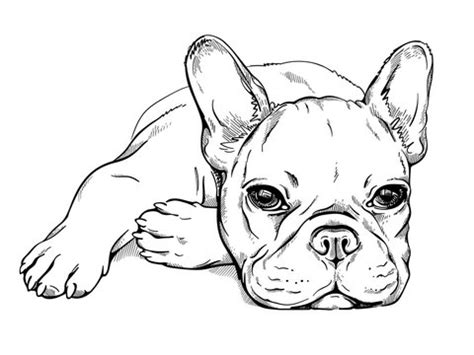 How To Draw A Bulldog Puppy