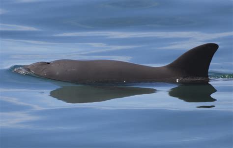 Vaquita - Whale & Dolphin Conservation USA