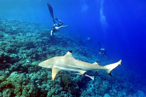 Diving in French Polynesia: a first-timer guide - World Adventure Divers