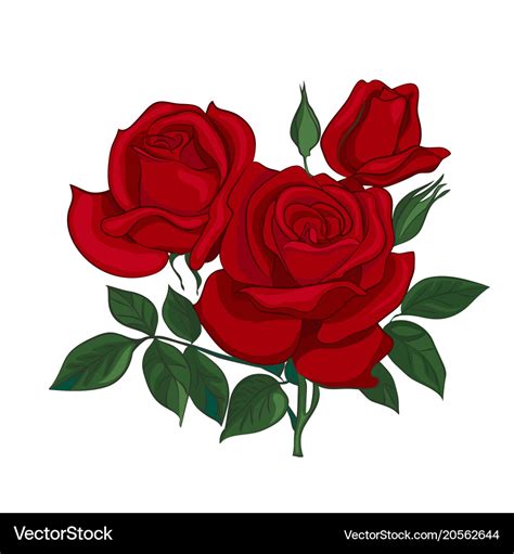 Bouquet of red roses Royalty Free Vector Image