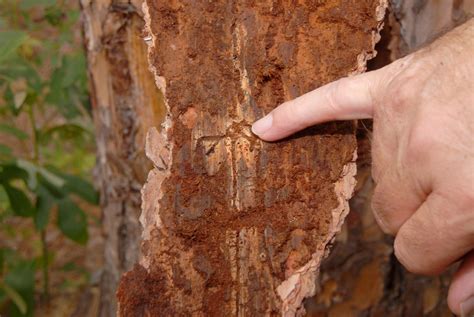 Pine bark beetles taking advantage of drought | Mississippi State University Extension Service