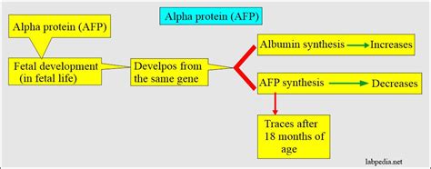 Alpha-Fetoprotein (AFP), α-Fetoprotein and its Significance - Labpedia.net