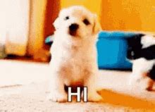 Dog Saying Hello GIFs | Tenor