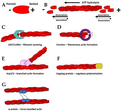 Actin Filaments In A Cell