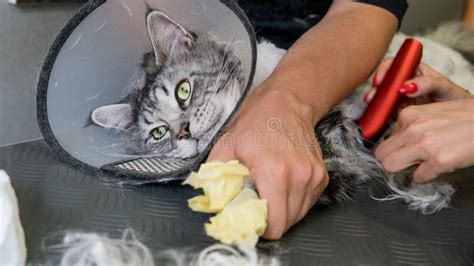 Professional Maine Coon Cat Grooming Close-up. Stock Image - Image of ...