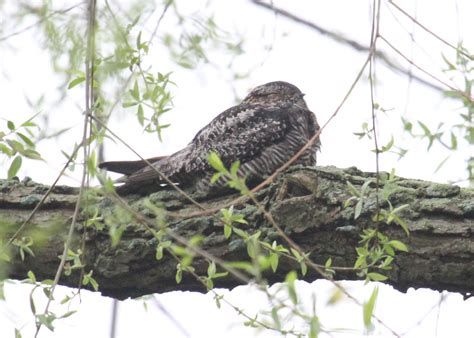 Graham's Birding Blog: Sites near Magee Marsh 15 - 19 May 2011