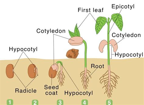 Germination of Seed Diagram - CBSE Class Notes Online - Classnotes123