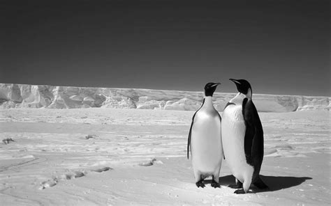 winter, Snow, Penguin Wallpapers HD / Desktop and Mobile Backgrounds