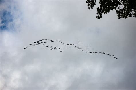 Birds flying in formation stock photo. Image of portfolio - 82268924