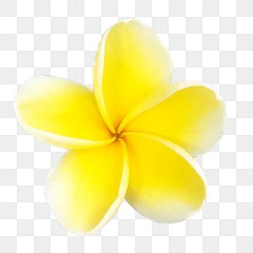 a yellow flower on a white background, with no image or text in the ...