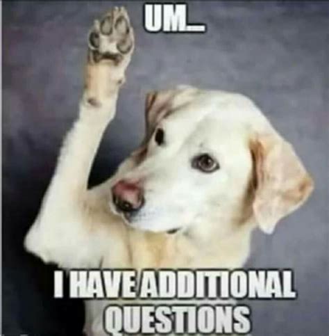 Dog meme questions | Memes and things | Pinterest | Memes, Dogs and Dog memes