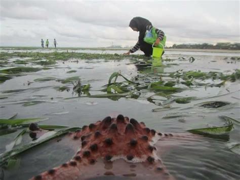 Seagrass Habitat Walk, Tanjung Kupang, Johor