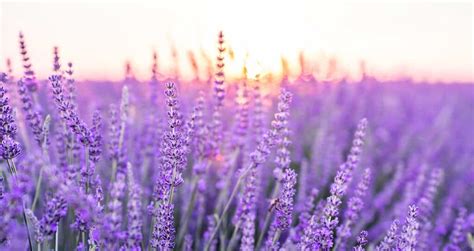 Can Lavender Survive Winter? 5 Tips for Keeping It Alive