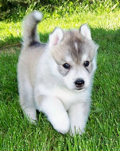 white husky puppies for sale in michigan | Zoe Fans Blog | Puppies, Husky puppy, Cute dogs