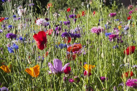 Wild Flowers Free Stock Photo - Public Domain Pictures