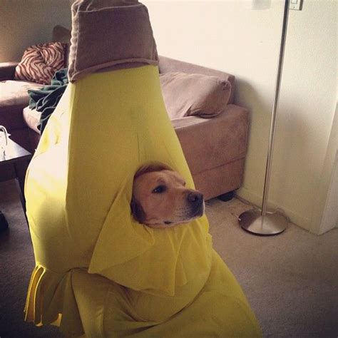 Banana Dog (via) | Funny dog memes, Dog memes, Funny animal pictures