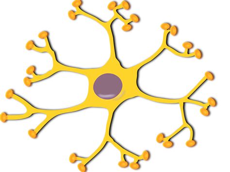 Clipart - neuron-interneuron 2