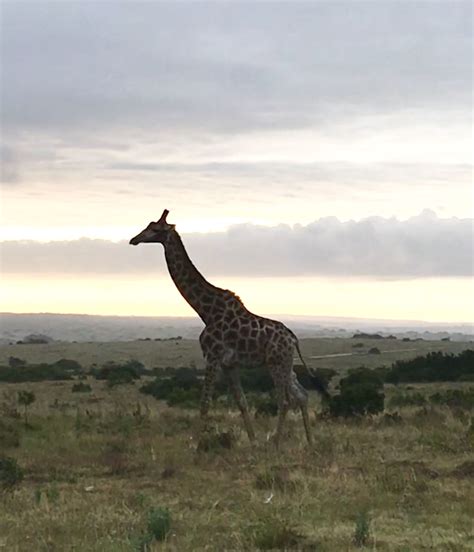 Lalibela Game Reserve Game Reserve, Africa, Giraffes, Games, World, Traveling, Animals, Holiday ...