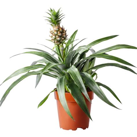 How do I care for my Pineapple plant? | Pineapple planting, Pineapple plant care, Plants