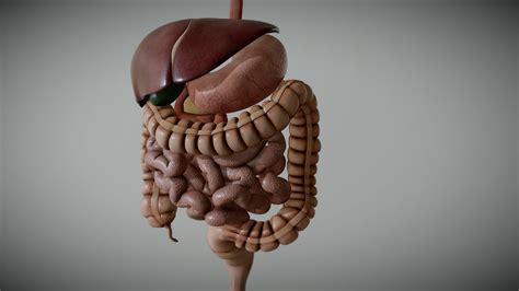 Male Digestive System - 3D model by Glync Innotek (3dPiX) (@3dPixStudios) [adb7991] - Sketchfab