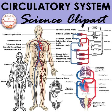 Human Circulatory System Diagram Unlabeled