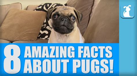 8 Amazing Facts About Pugs - YouTube