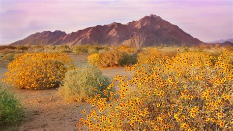 Bing HD Wallpaper May 3, 2024: The Sonoran Desert, Arizona, USA - Bing Wallpaper Gallery