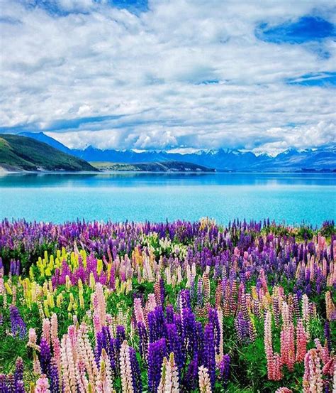 Exploring New Zealand on Instagram: “The Mackenzie Country lupin season is one of the most ...