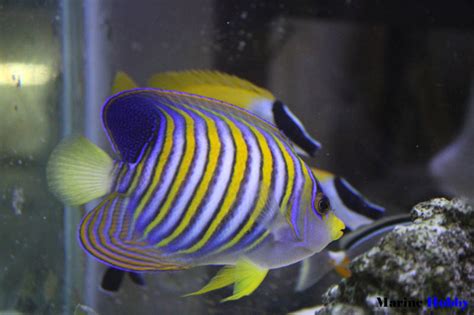 Regal Angelfish is vibrant with its multi stripes | Marine Hobby