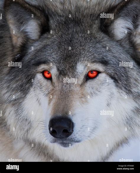 Red eyes wolf portrait Stock Photo - Alamy