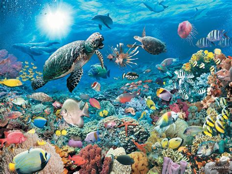 🔥 [49+] Free Animated Underwater Wallpapers | WallpaperSafari