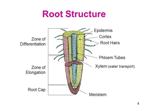 [DIAGRAM] Tree Root Diagram - MYDIAGRAM.ONLINE