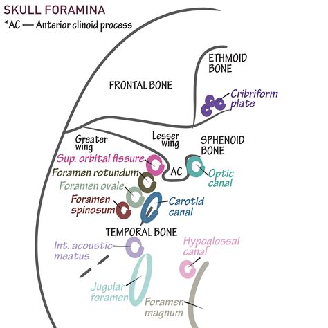 Gross Anatomy Glossary: Skull Foramina & Cranial Fossa | ditki medical ...