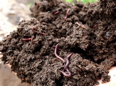 K D Organic Farms Vermicompost Worms, Box at Rs 125/kg in Nangal | ID ...