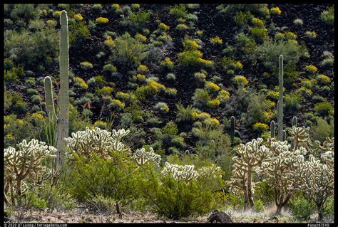 » Sonoran Desert National Monument Guide - from QT Luong's Blog