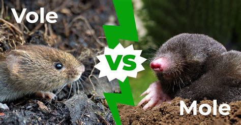 Vole vs Mole: The 7 Key Differences - AZ Animals